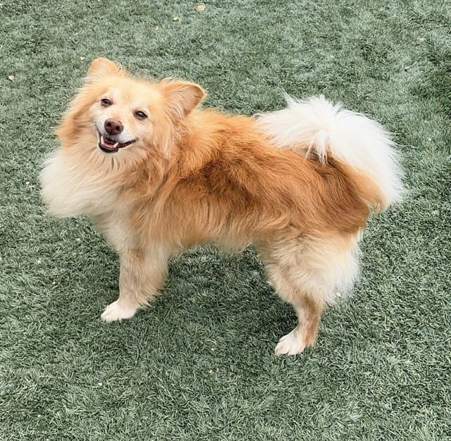 Hobbit - Pomeranian