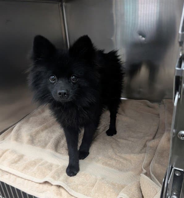 Antoni - Pomeranian