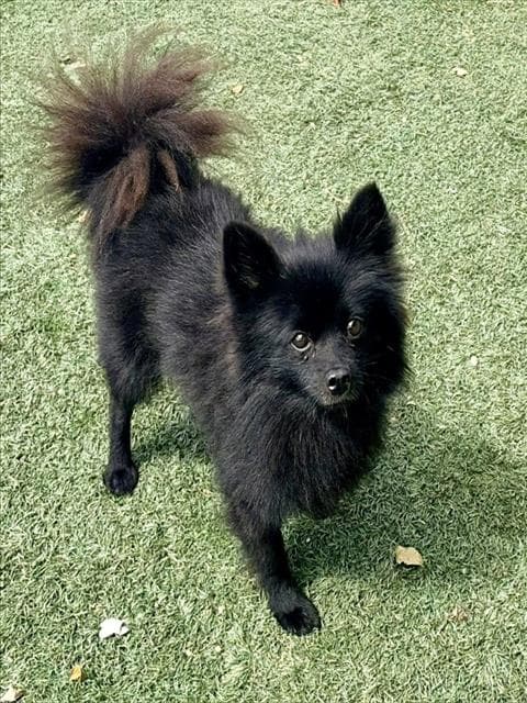 Antoni - Pomeranian
