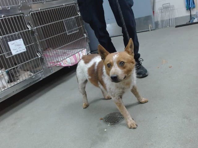 Jimothy - Queensland Heeler