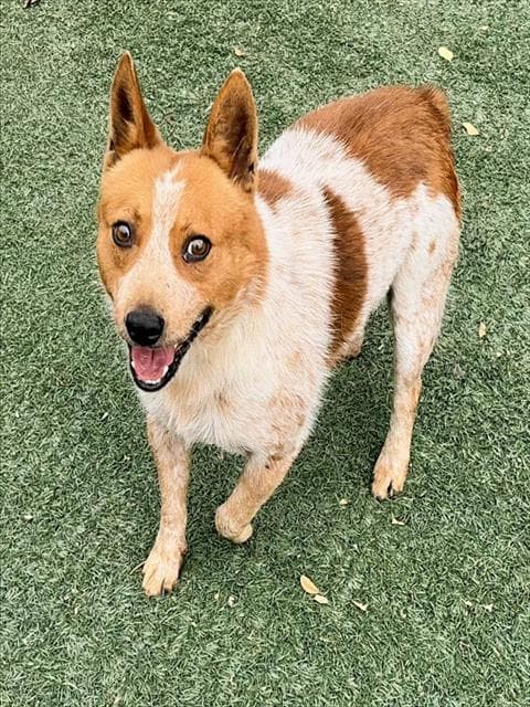 Jimothy - Queensland Heeler