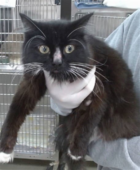 Stevie Hiss - Domestic Long Hair