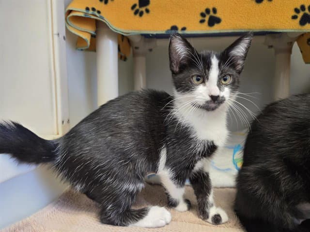 Kellie - Domestic Short Hair