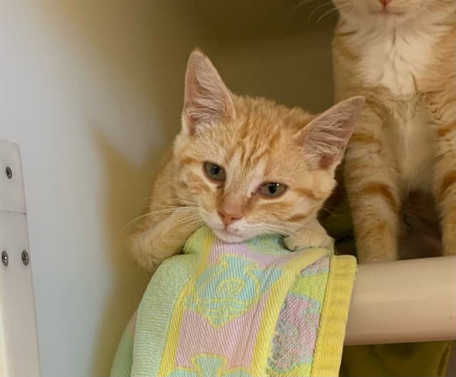 Janet - Domestic Short Hair