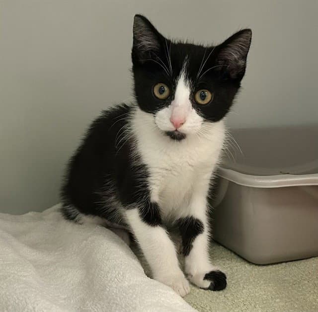 Unknown - Domestic Short Hair
