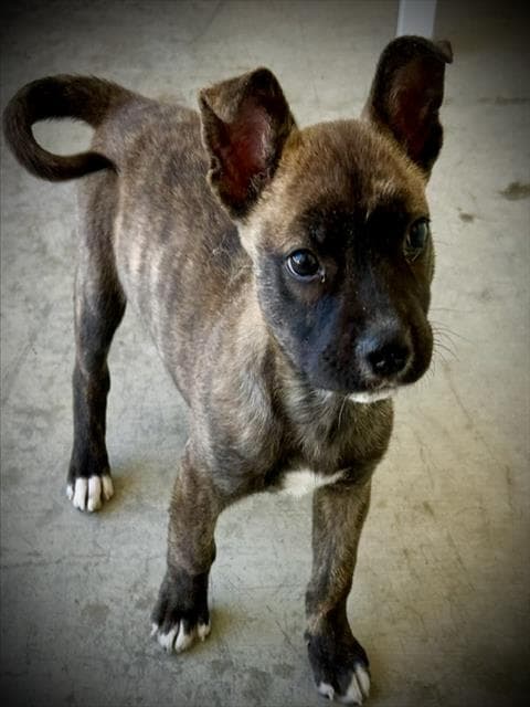 Radley - Pit Bull Terrier