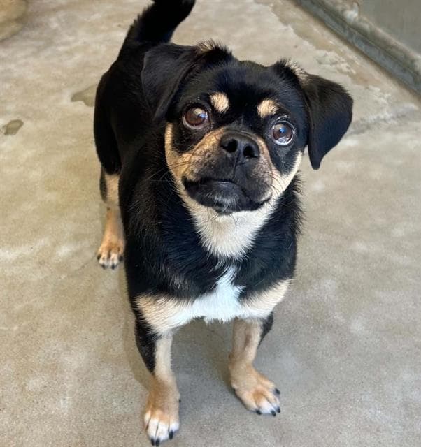 Hazel - Chihuahua