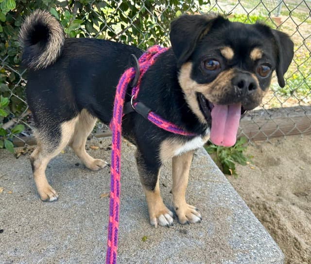Hazel - Chihuahua