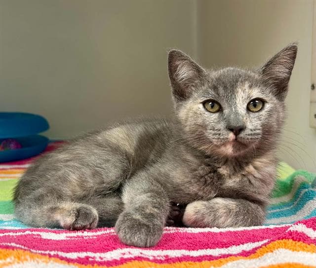 Ivy - Domestic Short Hair