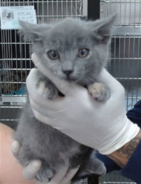 Sage - Domestic Short Hair