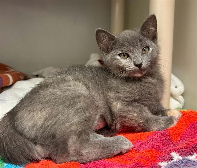 Sage - Domestic Short Hair