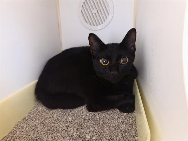 Minerva - Domestic Short Hair
