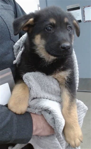 Mia - German Shepherd Dog