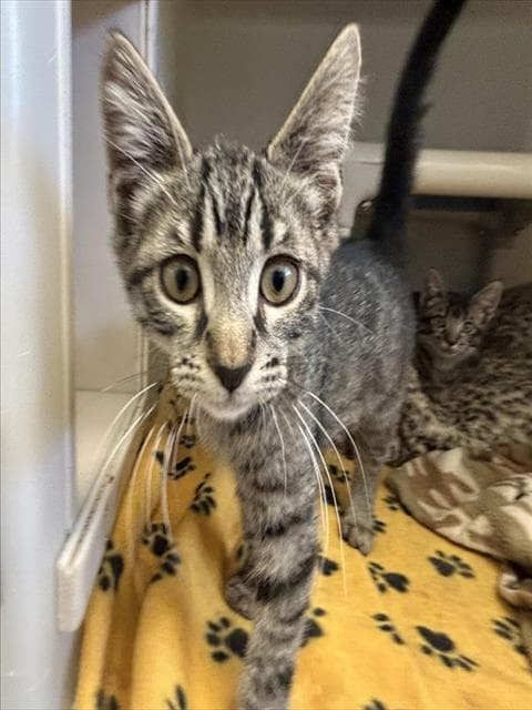 Corlys - Domestic Short Hair