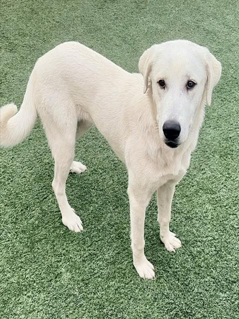 Wilber - Great Pyrenees