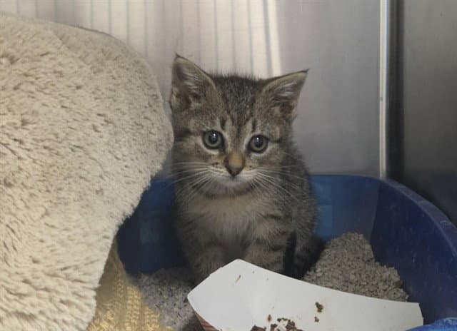 Sienna - Domestic Short Hair