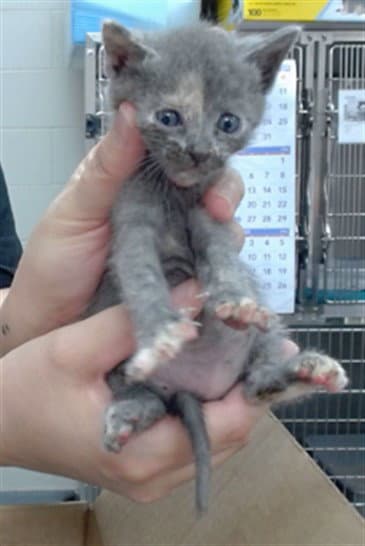 Sugar - Domestic Short Hair