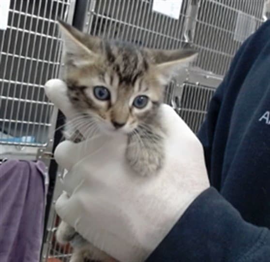 Robin - Domestic Short Hair