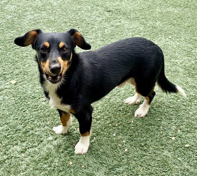 Nacho - Dachshund