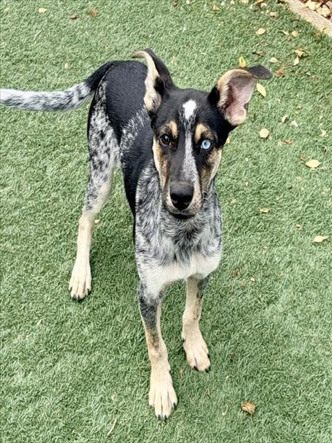 Cairo - Queensland Heeler