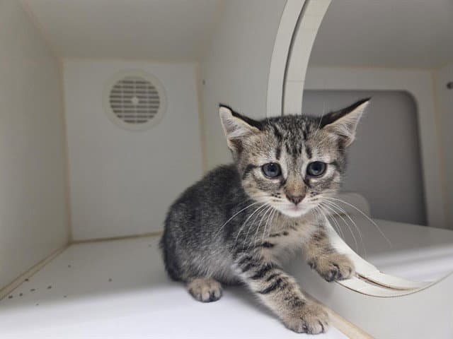 Luna - Domestic Short Hair