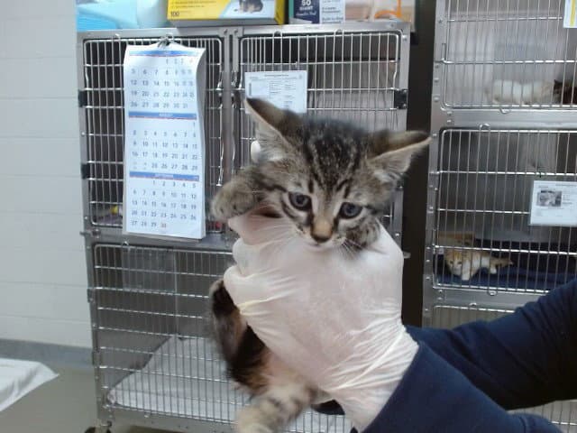 Badger - Domestic Short Hair