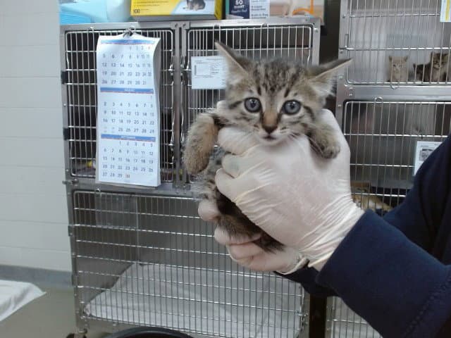 Lotty - Domestic Short Hair