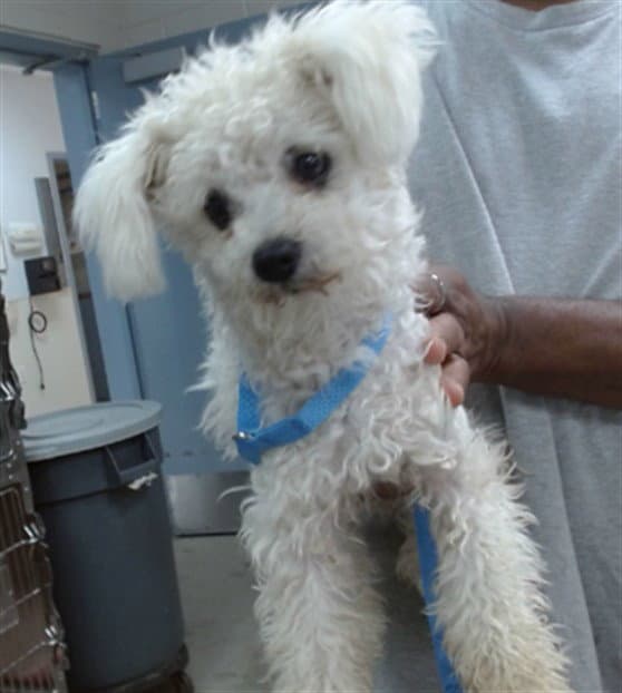 Zennie - Poodle (Miniature)