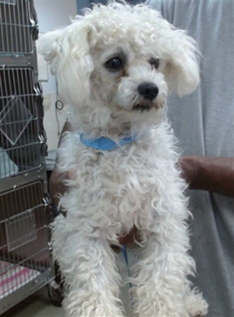 Ruby - Poodle (Miniature)