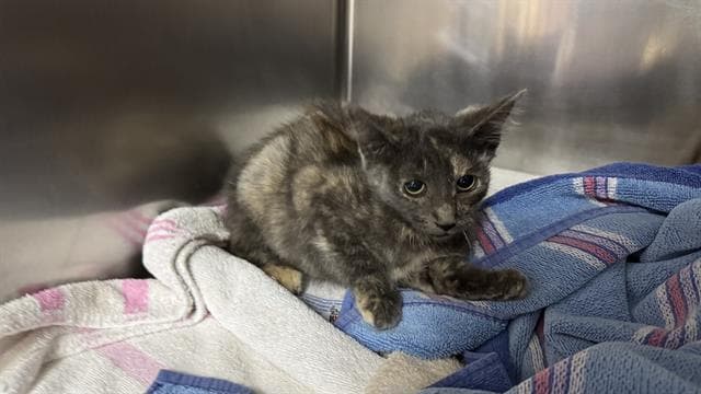 Isis - Domestic Short Hair