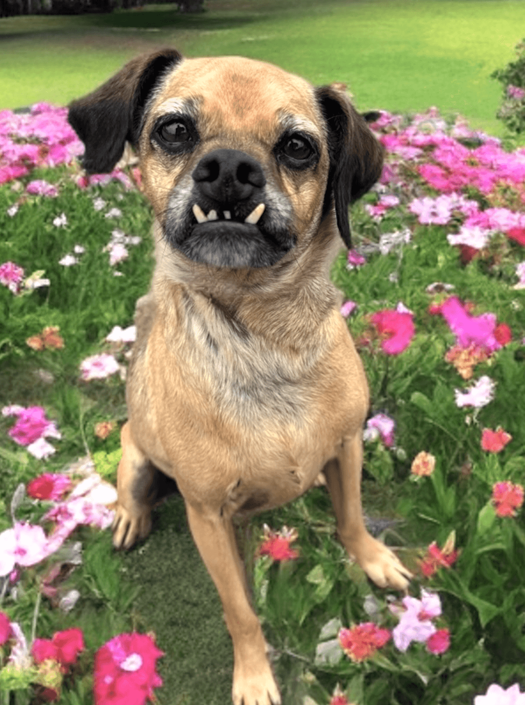 Finn - Pug