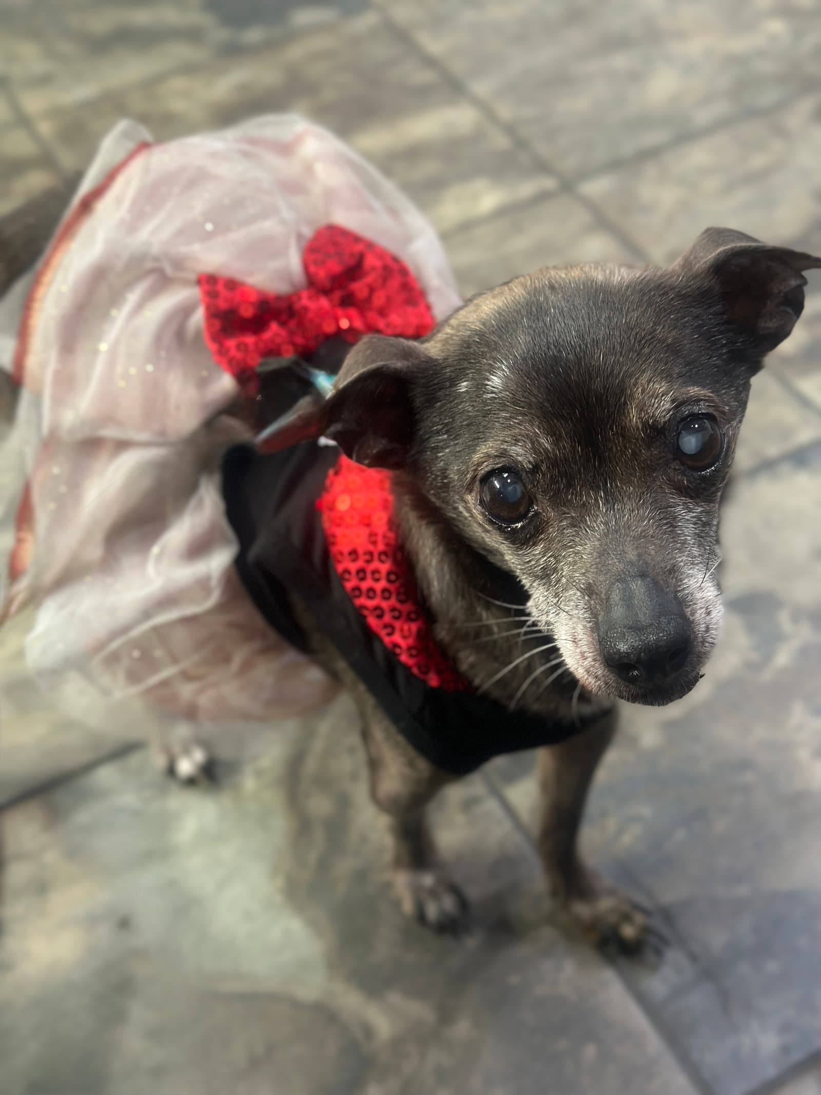 Blanche - Chihuahua