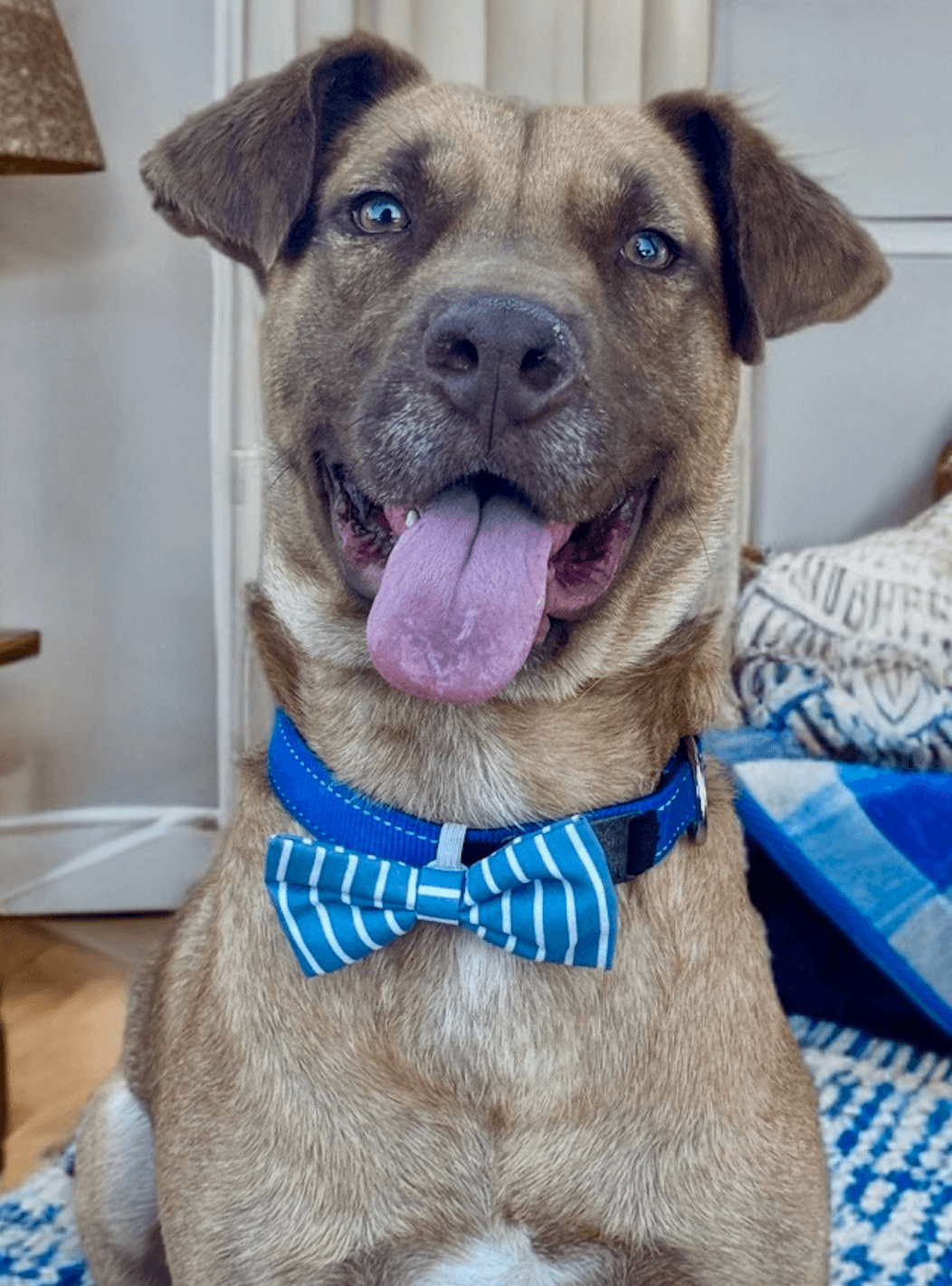 Aiden Courtesy Post - Retriever