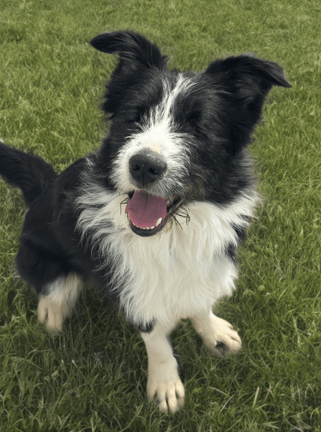 Oliver Blind - Terrier