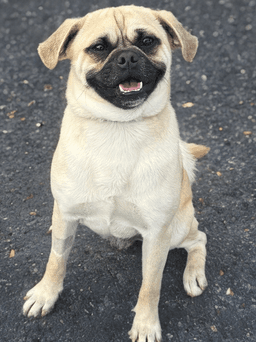 Jack image 1