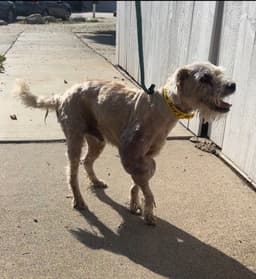 Gimpy image 4
