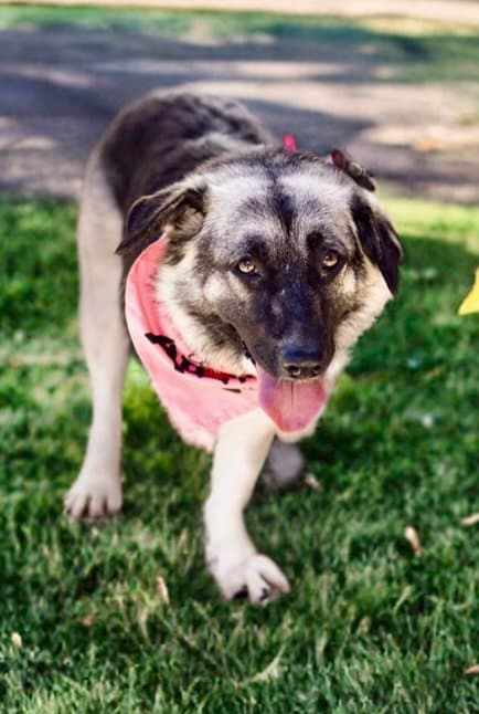 Macy Tripod - Shepherd