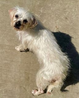 Baylee image 2