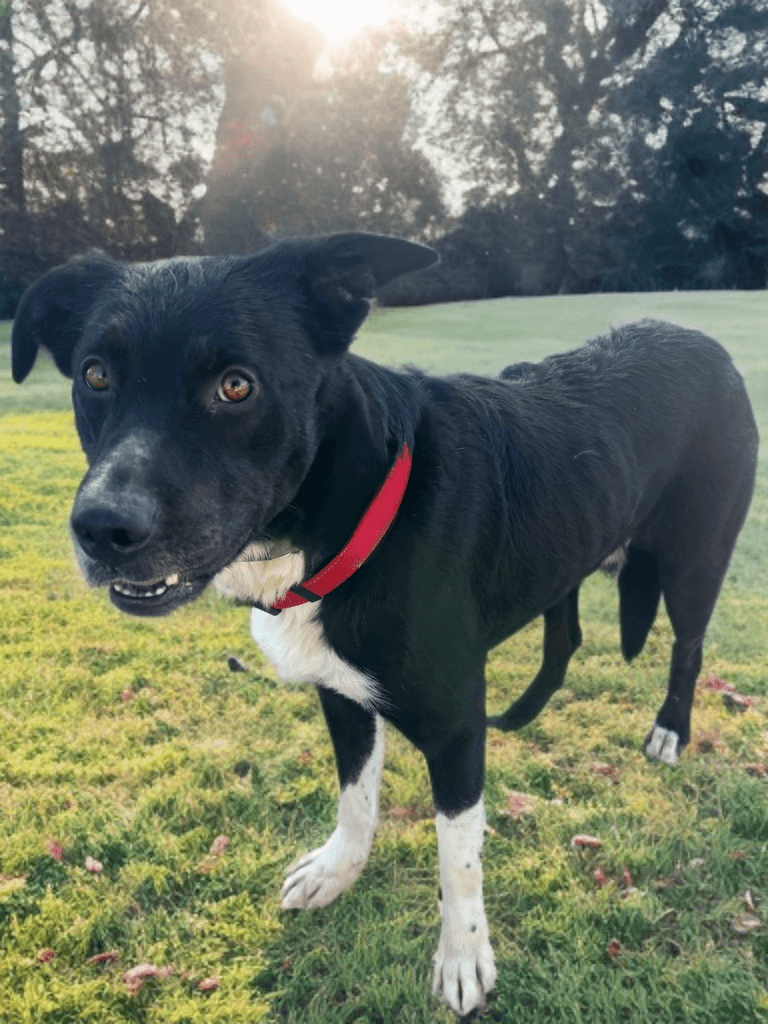 Taz Jr Courtesy Post - Border Collie
