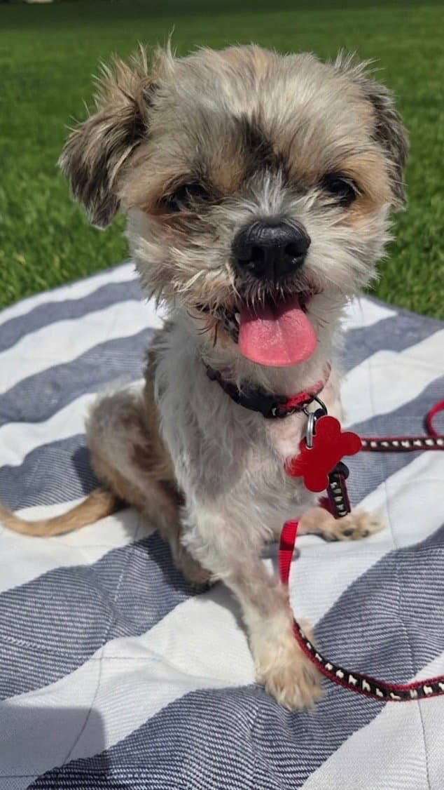 Bug - Shih Tzu
