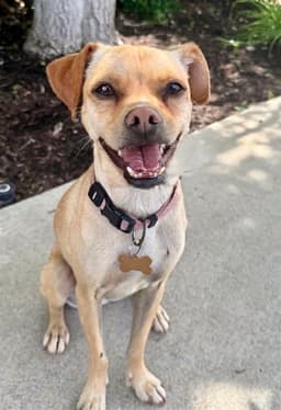 Pippa image 1