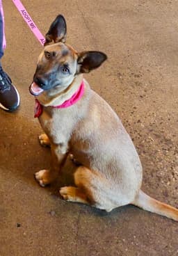 Gidget image 1