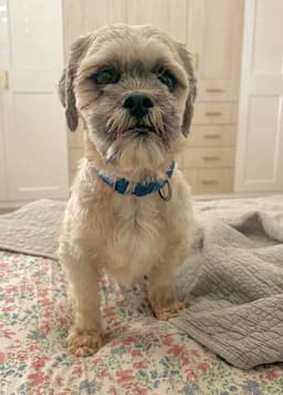 Oskar image 1