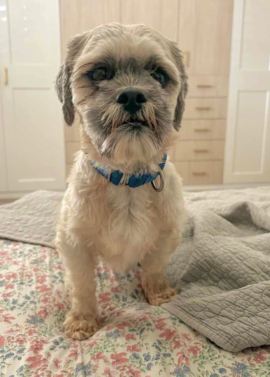 Oskar - Lhasa Apso