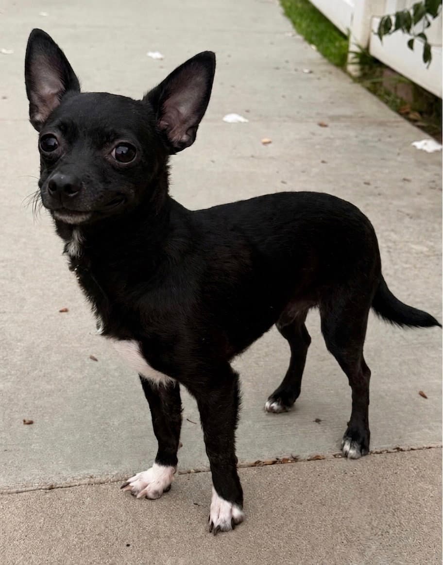 Dice - Chihuahua