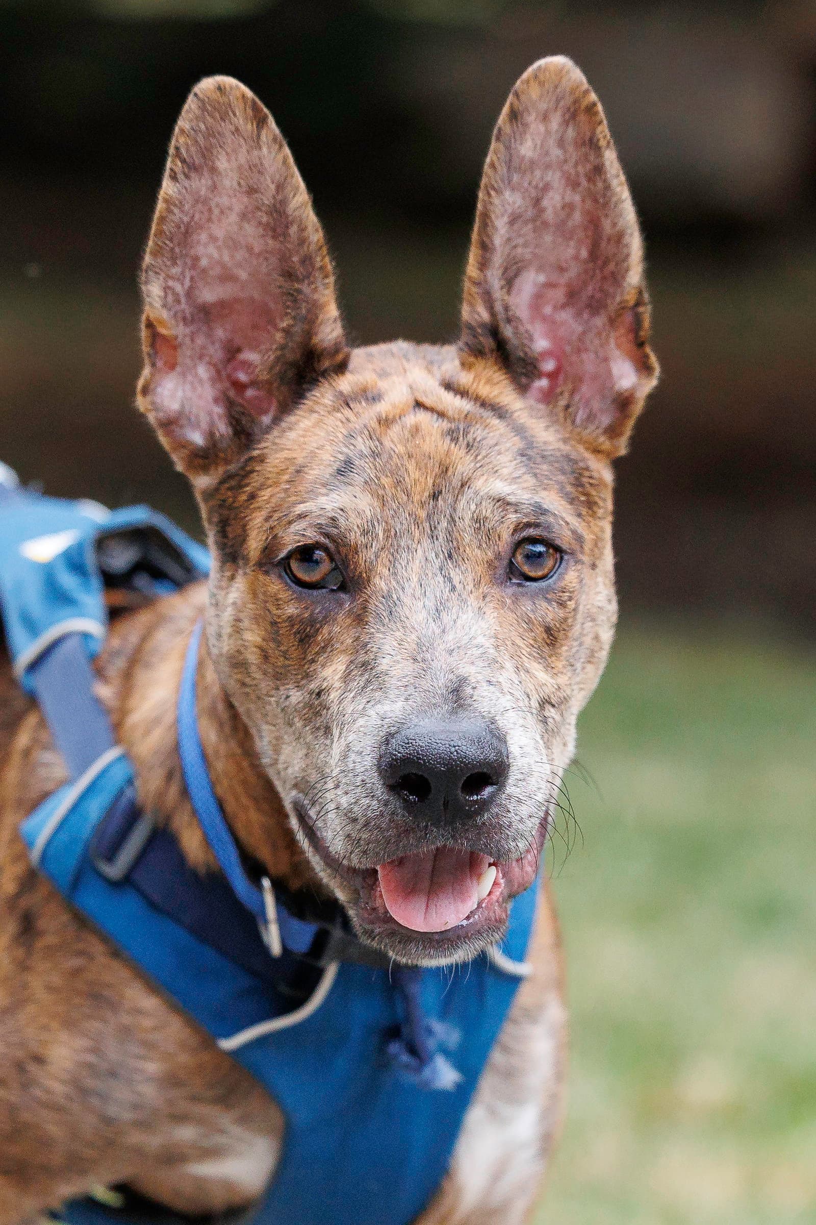 Saint- Diamond Dog - Dutch Shepherd