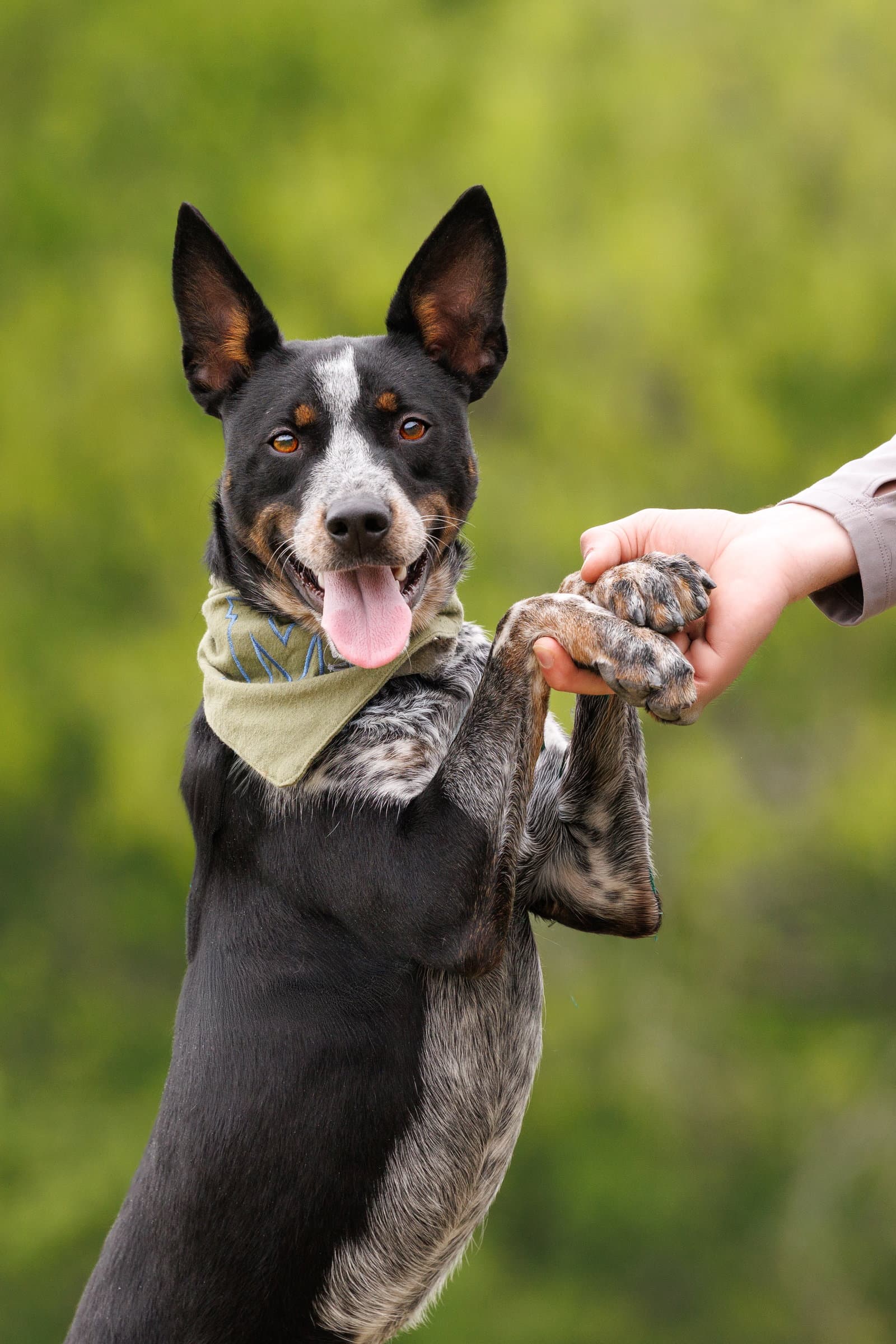 Matrix - Australian Cattle Dog/Blue Heeler