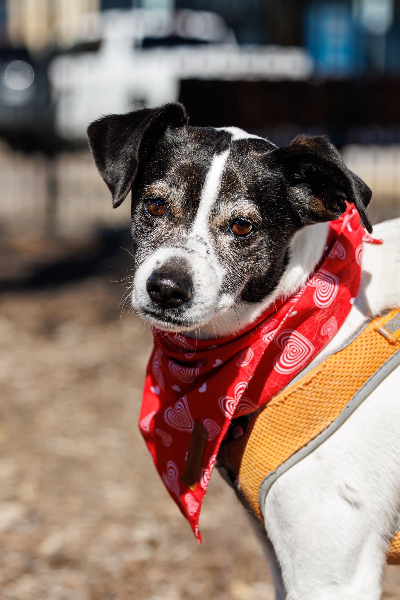 Ciabatta - Rat Terrier