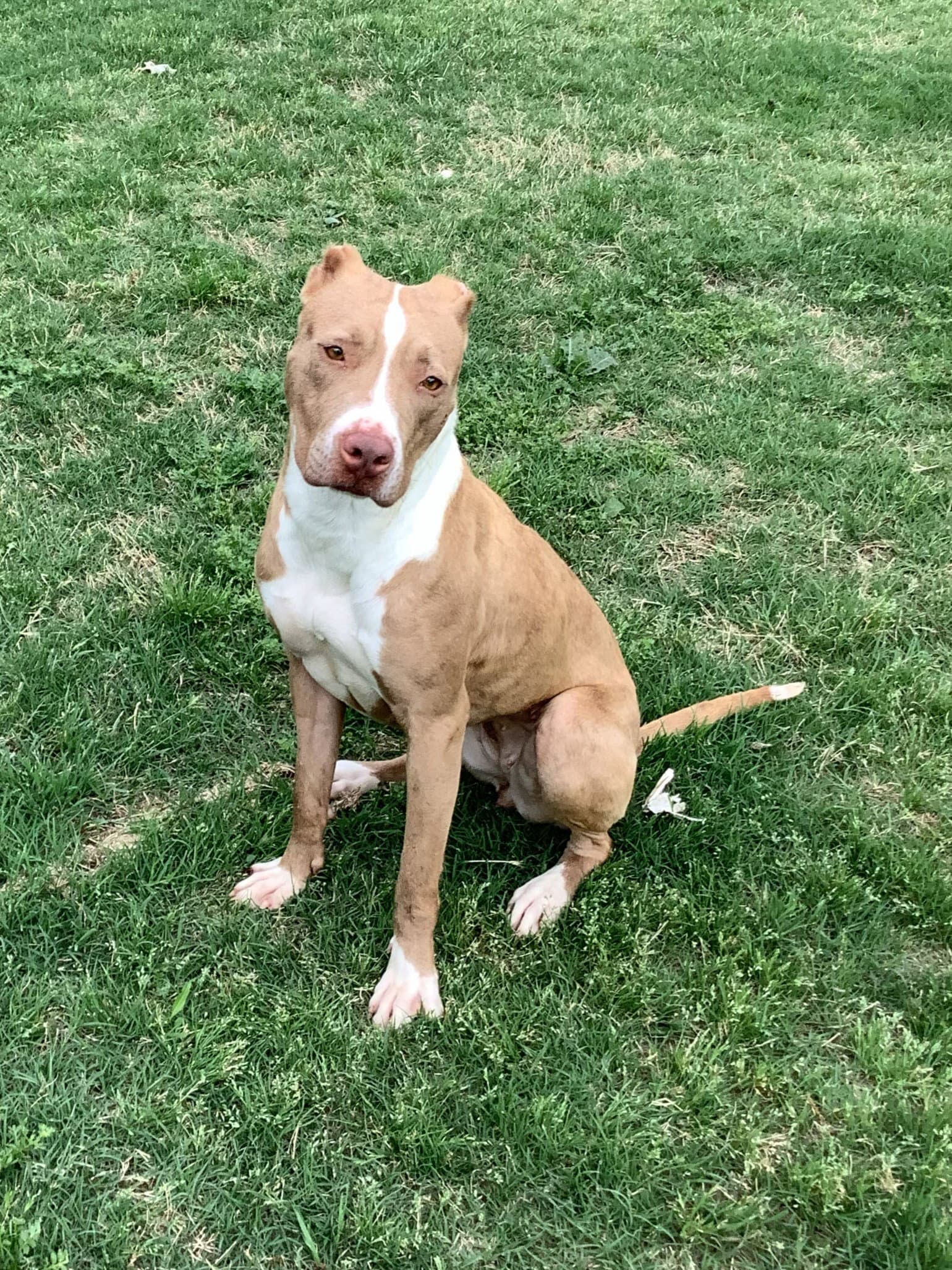 Pebbles - American Pit Bull Terrier
