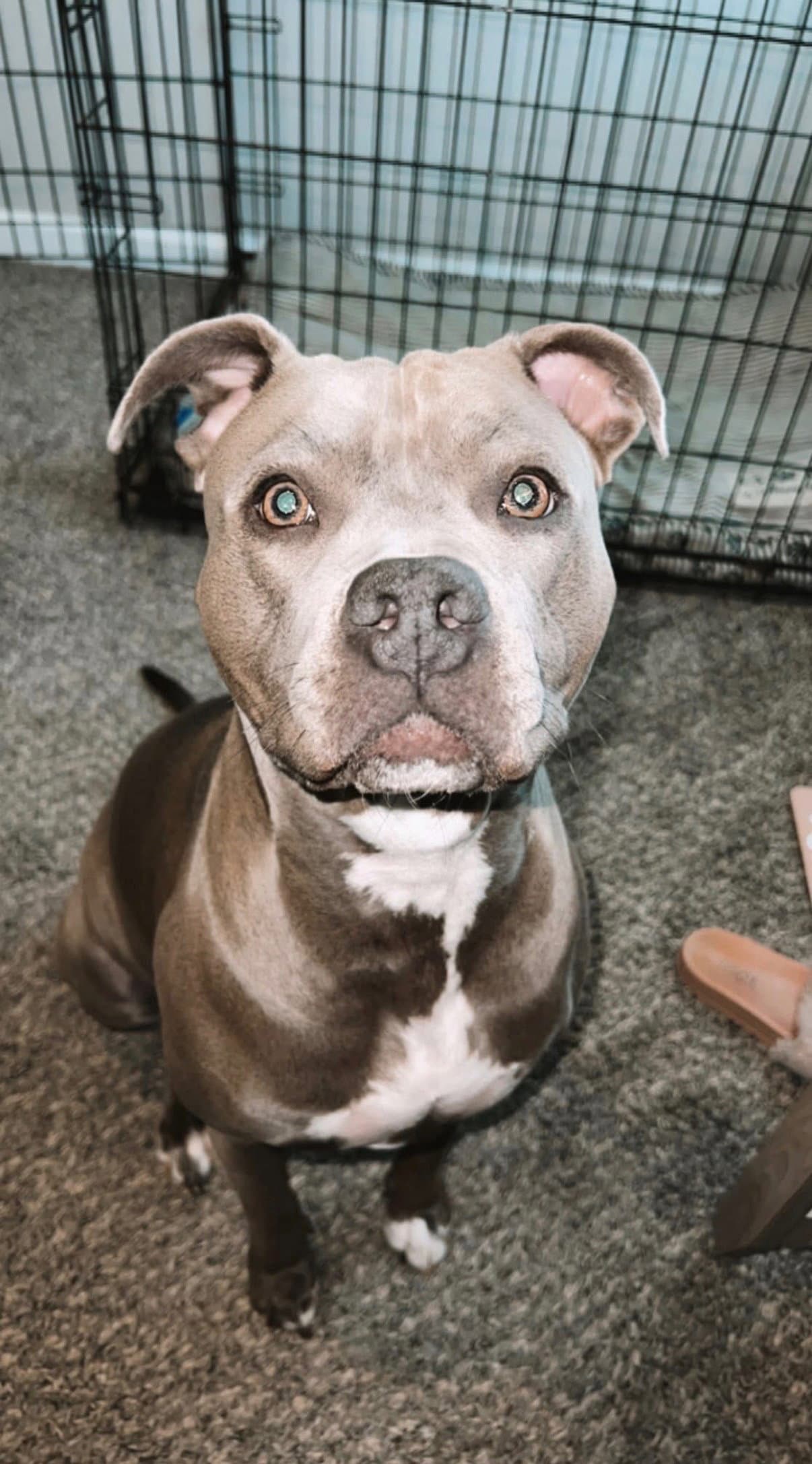 Marley - American Pit Bull Terrier